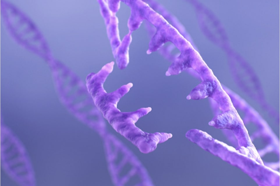 CRISPR Technology’s Future Impact on Human Longevity